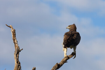 Kampfadler / Martial eagle / Polemaetus bellicosus