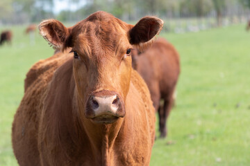 Naklejka na ściany i meble a brown cow close up with a blurred background a perfect picture for a dairy project or animal magazine