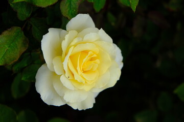 Multiflora Rose. Rosa multiflora is a species of rose known commonly as multiflora rose, baby rose, Japanese rose, many-flowered rose, seven-sisters rose, Eijitsu rose and rambler rose. It is native t