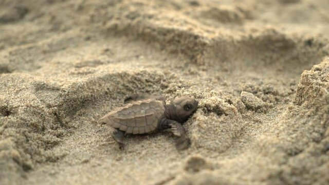 Newborn sea turtles get out of sand and flee to the Pacific Ocean.