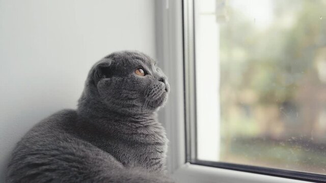 Scottish fold cat with orange eyes sits and looks out the window.