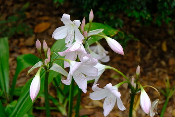 Fototapeta premium Lily, Lilium is a genus of herbaceous flowering plants growing from bulbs, all with large prominent flowers