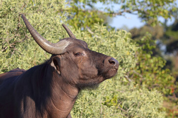 Kaffernbüffel / African buffalo / Syncerus caffer