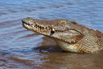 Nilkrokodil / Nile crocodile / Crocodylus niloticus..