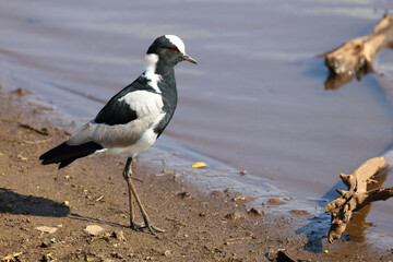 Waffenkiebitz / Blacksmith lapwing or Blacksmith plover / Vanellus armatus