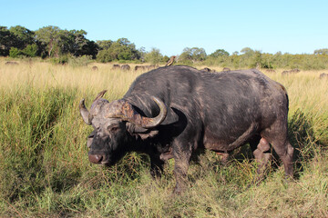 Kaffernb&uuml;ffel und Rotschnabel-Madenhacker / African buffalo and Red-billed oxpecker / Syncerus caffer et Buphagus erythrorhynchus..
