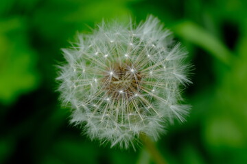 Dandeloin, Taraxacum, is a large genus of flowering plants in the family Asteraceae, which consists of species commonly known as dandelions.