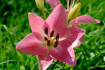 Lily, Lilium is a genus of herbaceous flowering plants growing from bulbs, all with large prominent flowers