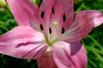 Lily, Lilium is a genus of herbaceous flowering plants growing from bulbs, all with large prominent flowers