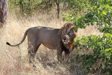 Afrikanischer Löwe / African lion / Panthera leo.