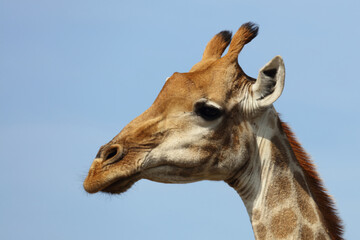 Giraffe / Giraffe / Giraffa camelopardalis