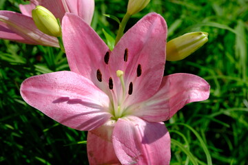 Lily, Lilium is a genus of herbaceous flowering plants growing from bulbs, all with large prominent flowers