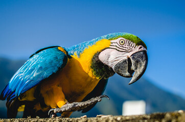 Guacamaya 212 © RalEnrique