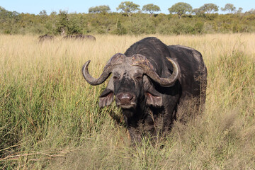 Kaffernbüffel / African buffalo / Syncerus caffer