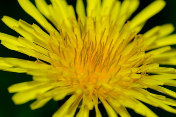 Bee  Collecting Pollen From a Common Dandelion Flower,