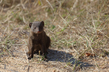 Südliche Zwergmanguste / Dwarf mongoose / Helogale parvula