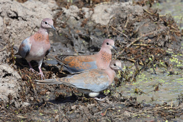 Palmtaube oder Senegaltaube / Laughing dove or Little brown dove / Stigmatopelia senegalensis uel Spilopelia senegalensis