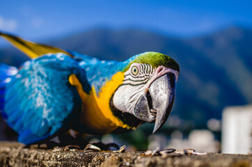 Guacamaya 212 © RalEnrique
