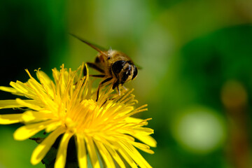Bee  Collecting Pollen From a Common Dandelion Flower,
