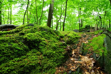 Obraz premium Moss