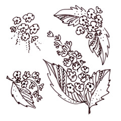 Fototapeta premium Set of floral elements in the style of line art wedding theme on a white background. Doodle and scribble Bird cherry four Flowers and leafs
