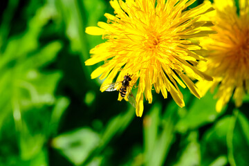 Bee  Collecting Pollen From a Common Dandelion Flower,