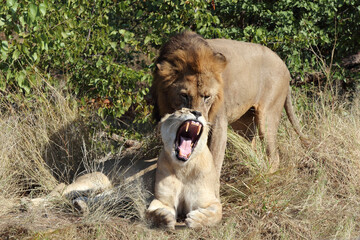 Obraz na płótnie Canvas Afrikanischer Löwe / African lion / Panthera leo..