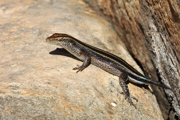 Afrikanischer Streifenskink oder Gestreifte Mabuye / African striped skink / Trachylepis striata uel Mabuya striata