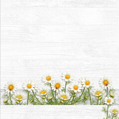 Chamomile border on white wooden background. View with copy space