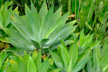Obraz premium Bird Tongue Flower, (Strelitzia Reginae) is a clumping tropical plant native to South Africa. Its large gray-green leaves arise from underground rhizomes. It is best known for its large,