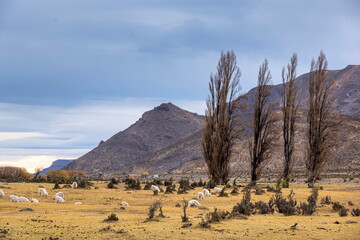 Ovejas en la Patagonia