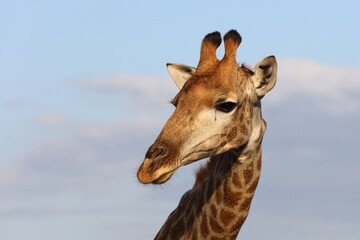Giraffe / Giraffe / Giraffa camelopardalis