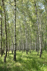 Fototapeta na wymiar Russian forest, Betula papyrifera, Silver birch forest, Betula pendula, warty birch, European white birch, East Asian white birch