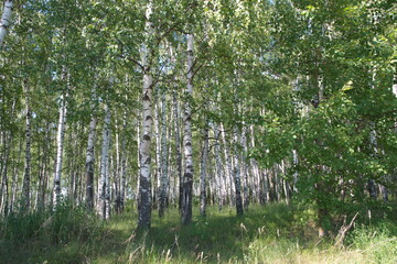 Russian forest, Betula papyrifera, Silver birch forest, Betula pendula,  warty birch, European white birch, East Asian white birch