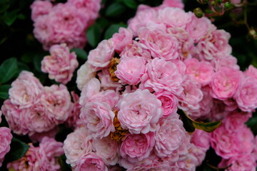 A Rose is a woody perennial flowering plant of the genus Rosa, in the family Rosaceae, or the flower it bears.There are over three hundred species and thousands of cultivars.They form a group of plant
