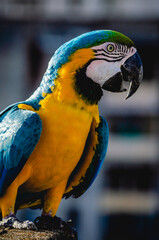 Guacamaya 212