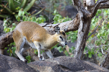 Klippspringer / Klipspringer / Oreotragus oreotragus