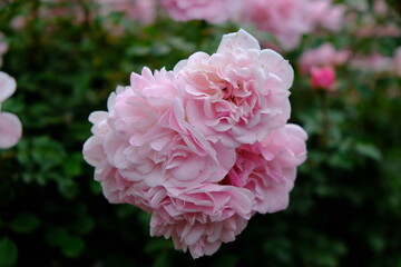 A Rose is a woody perennial flowering plant of the genus Rosa, in the family Rosaceae, or the flower it bears.There are over three hundred species and thousands of cultivars.They form a group of plant