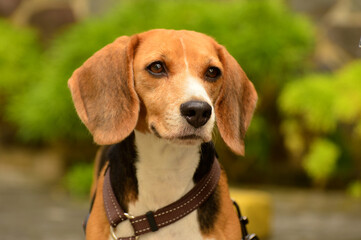 Beagle dog portrait