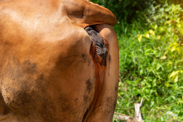 Reproductive organs of female cow, near-calving cow..