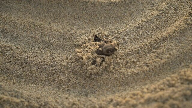 Newborn sea turtles get out of sand and flee to the Pacific Ocean.