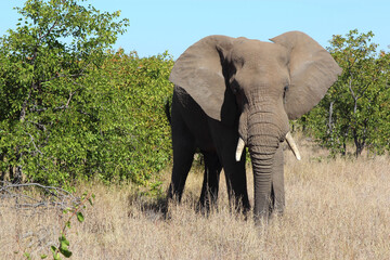 Obraz premium Afrikanischer Elefant / African elephant / Loxodonta africana