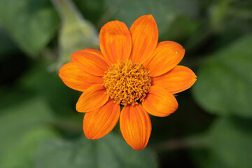 orange flower in the garden