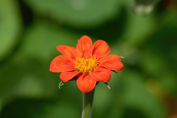 red orange flower