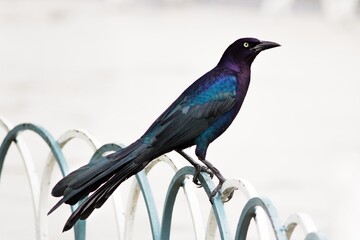 Pájaro negro con colores ave zanate mexicano Quiscalus mexicanus chanate clarinero endémico
