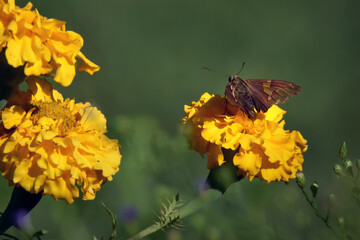 Small Brown Skipper Moth Butterfly Sitting on Yellow Marigold Flower, Garden