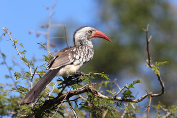 Rotschnabeltoko / Red-billed hornbill / Tockus erythrorhynchus © Ludwig