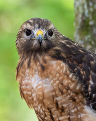 Red-shouldered Hawk