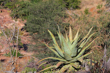 Afrikanischer Busch - Krügerpark - Red Rocks / African Bush - Kruger Park - Red Rocks /