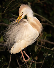 Cattle Egret Preening
